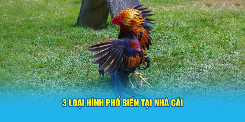 3 loại hình phổ biến tại nhà cái