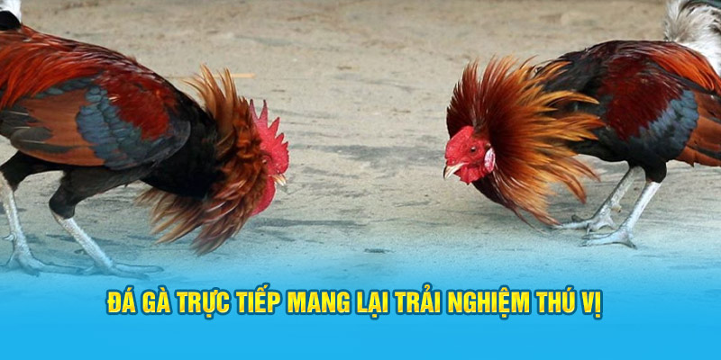 Cuộc so tài giữa chiến kê mang lại trải nghiệm thú vị