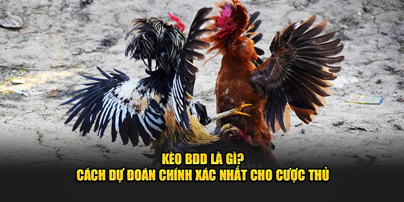 Vì Sao Kèo BDD Hi88 Được Nhiều Người Ưa Chuộng?