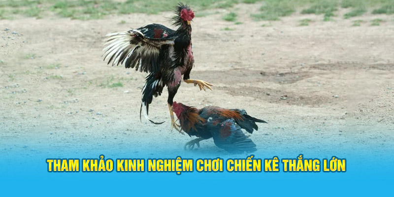 Tham khảo kinh nghiệm chơi chiến kê thắng lớn